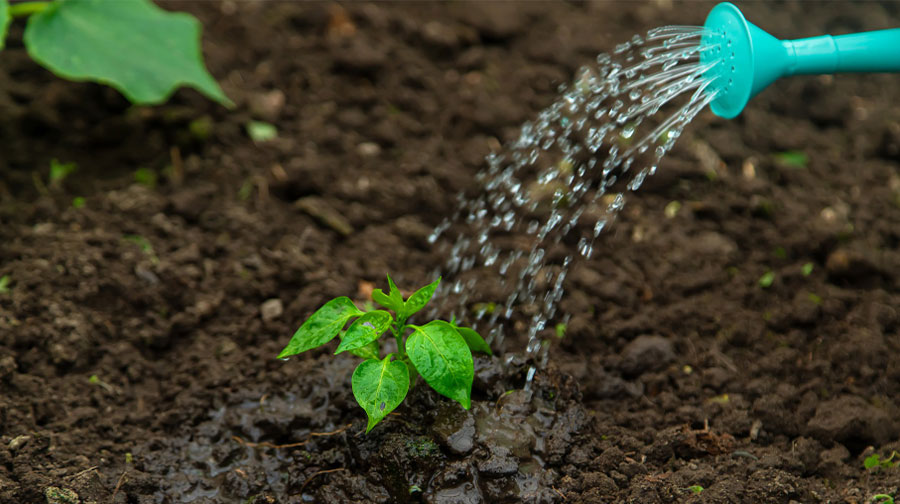Water Soluble Fertilizers