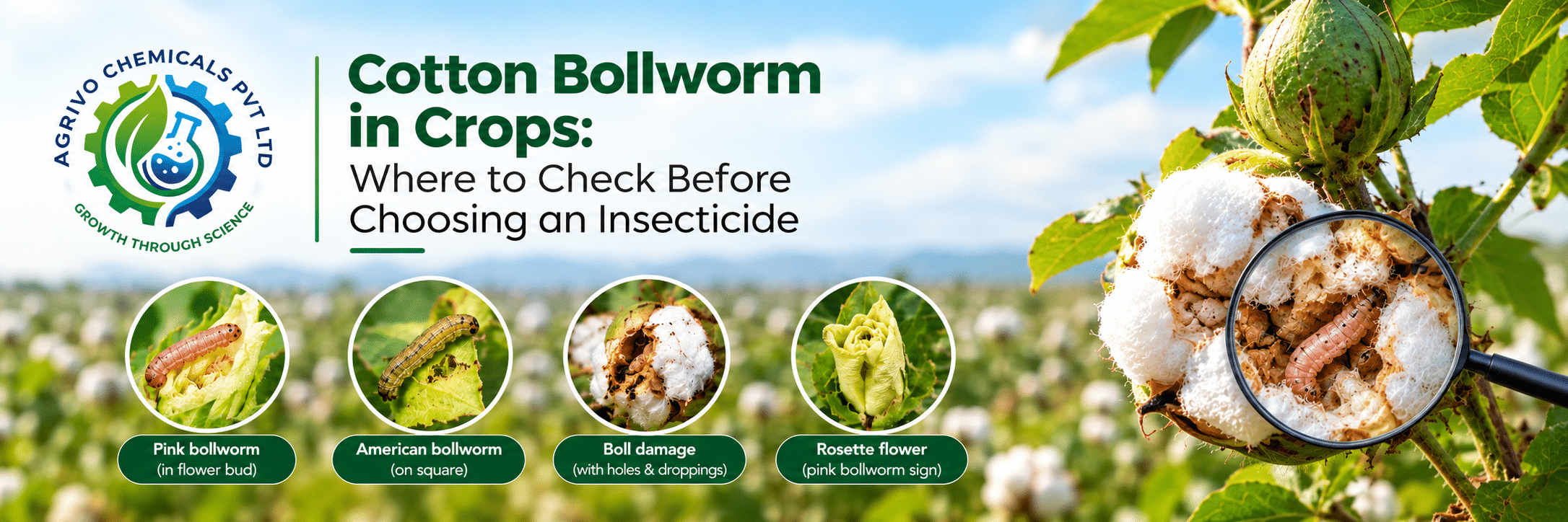 Cotton bollworm damage in cotton bolls showing pink bollworm larvae and infestation symptoms